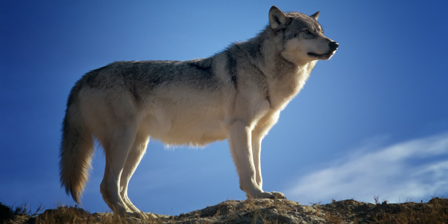 QUIC with wolfSSL
